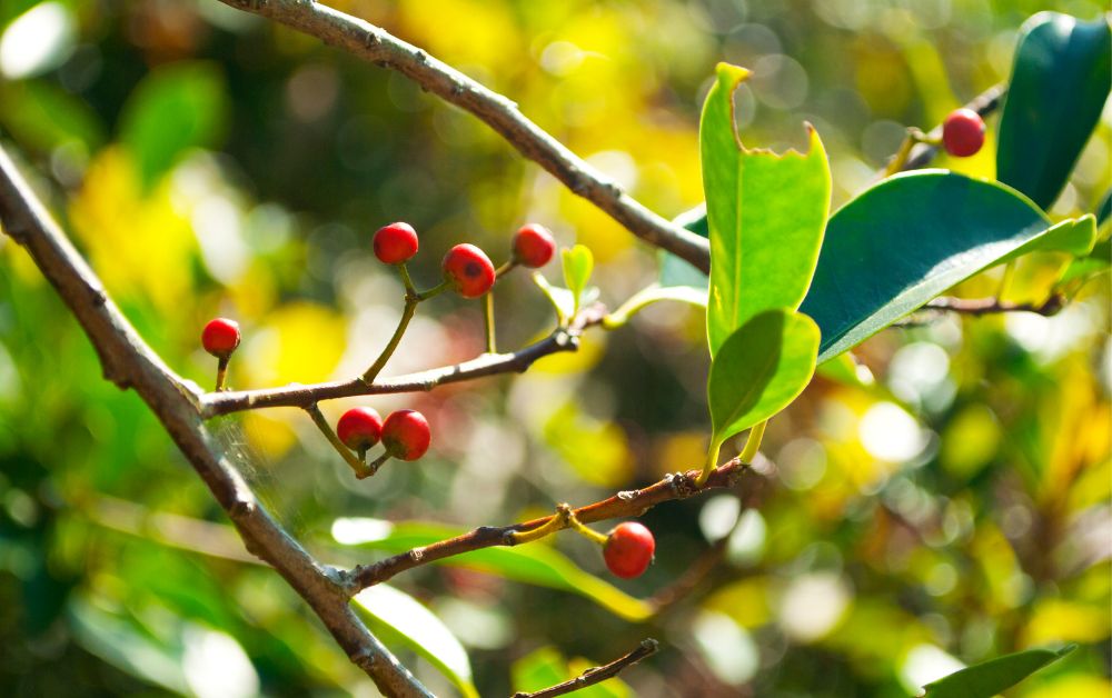 Ignatia Amara usos en homeopatía