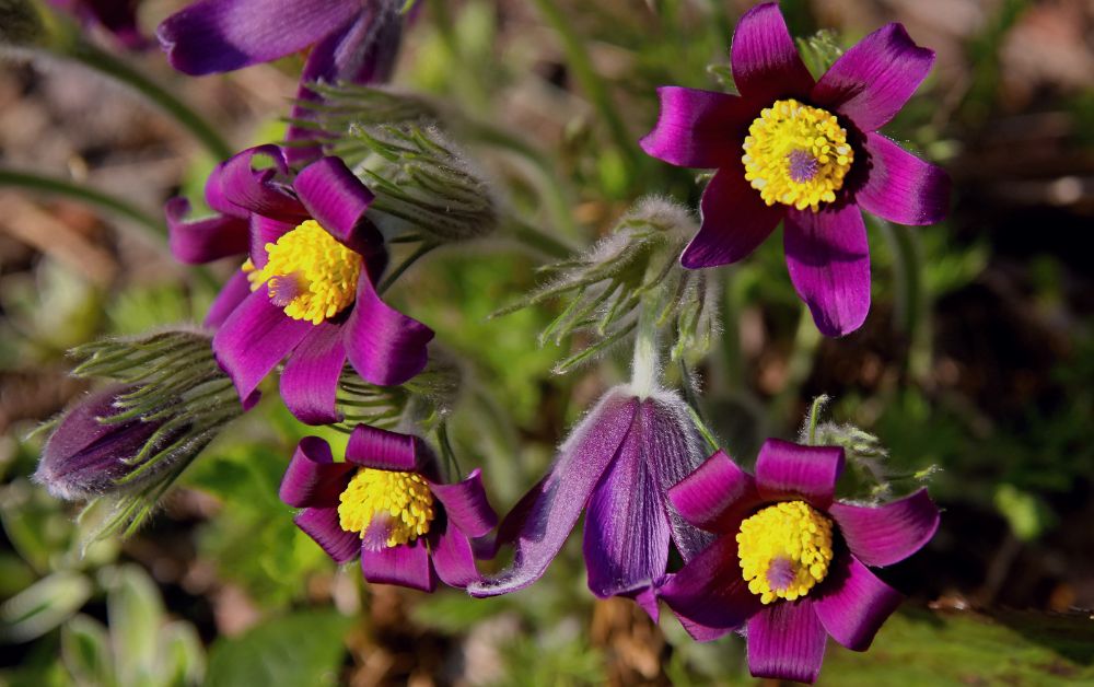 Pulsatilla medicamento homeopático