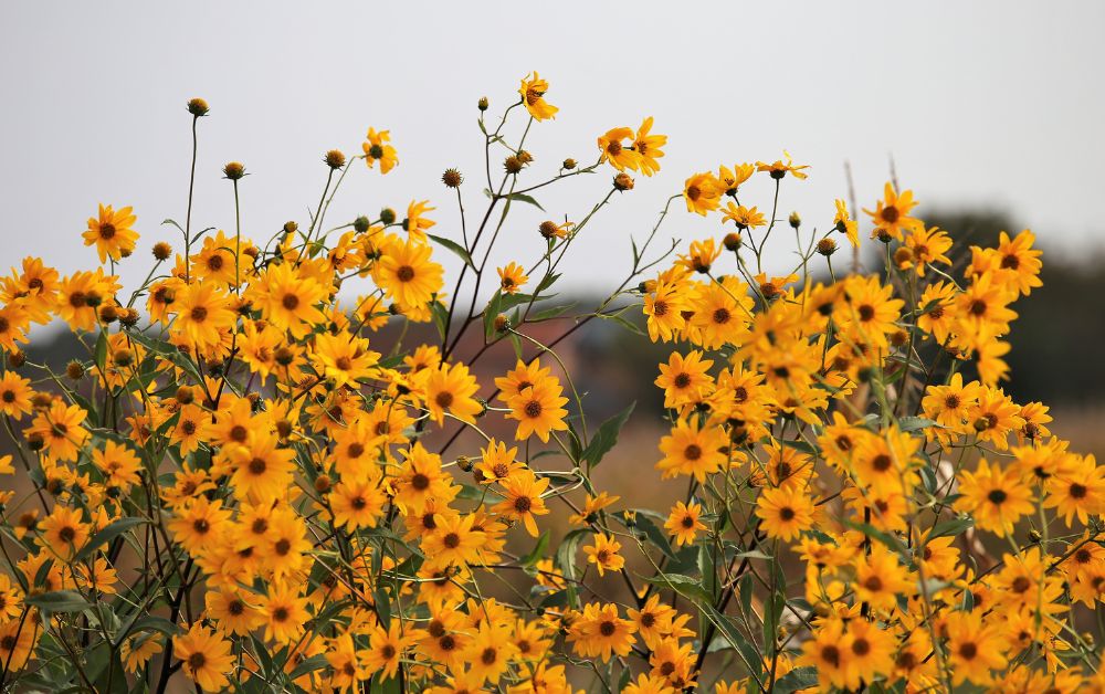 Arnica en homeopatía