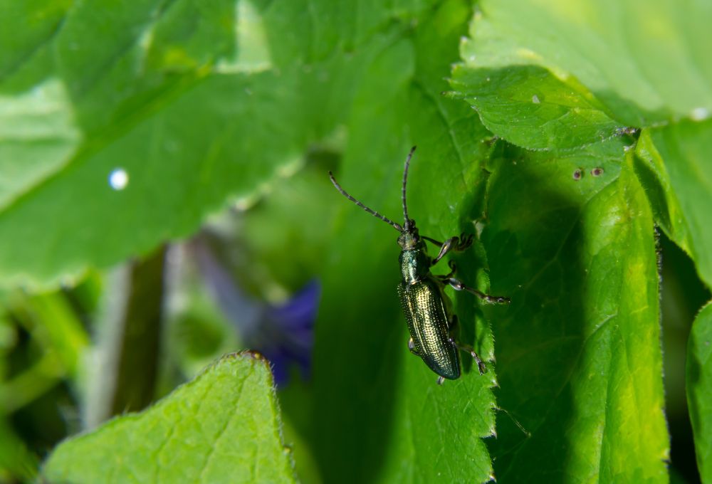 Cantharis en homeopatía